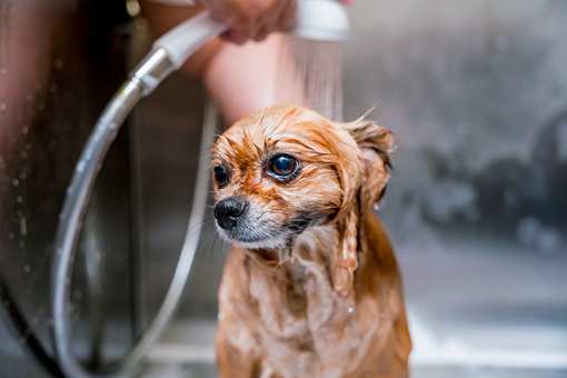 9 Best Pet Groomers in Wyoming!